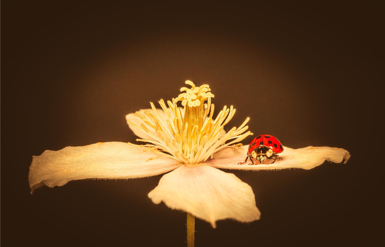 gallery cover 